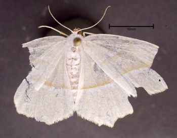 Media type: image;   Entomology 622240 Aspect: habitus dorsal view